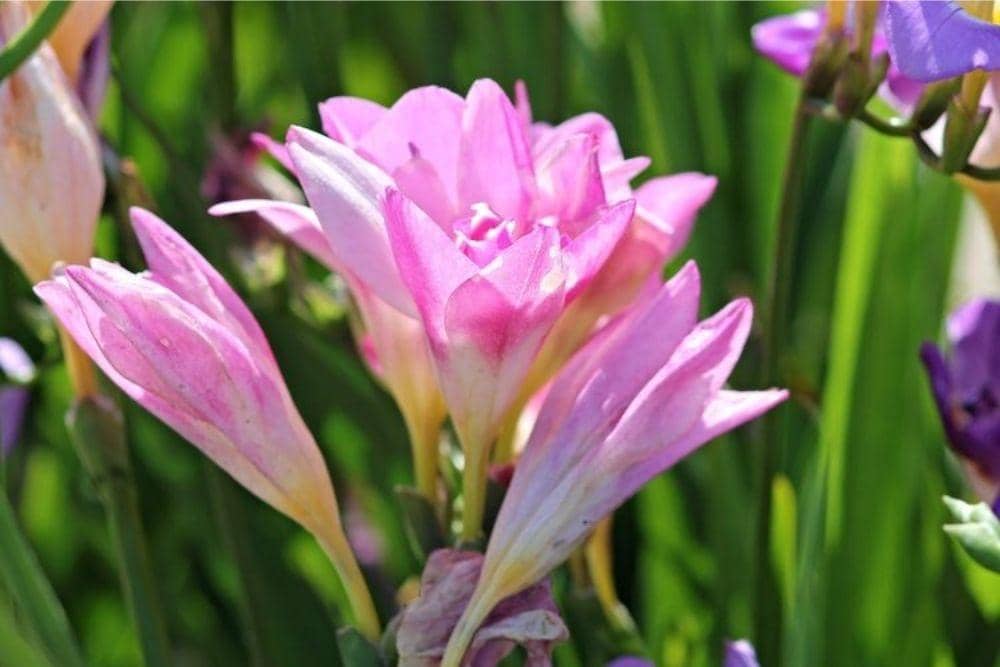 PIXABAY/MANFREDRICHTER