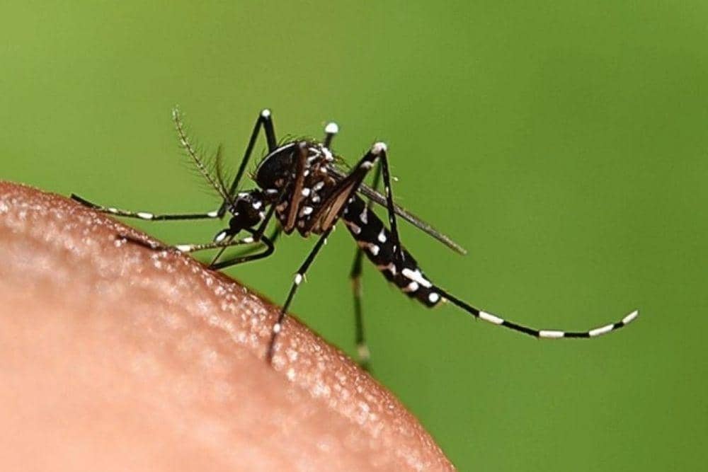 freepik.com/free-photos-vectors/mosquito