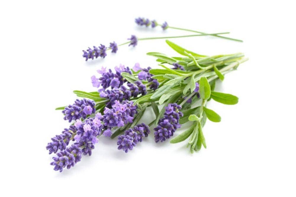 istockphoto.com/id/foto/lavender-bunch