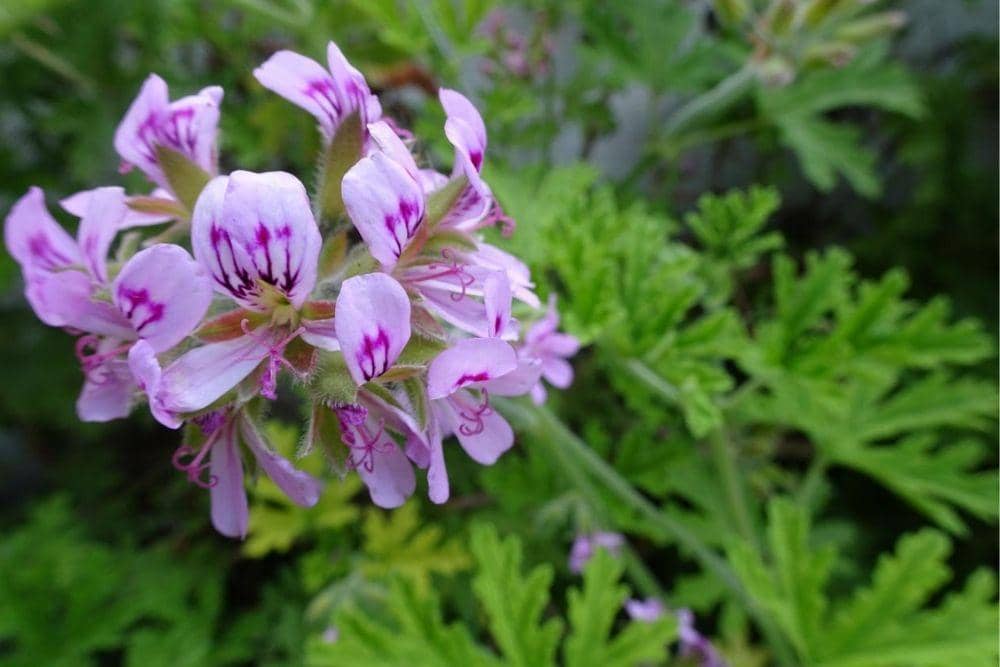 hgtv.com/outdoors/flowers-and-plants