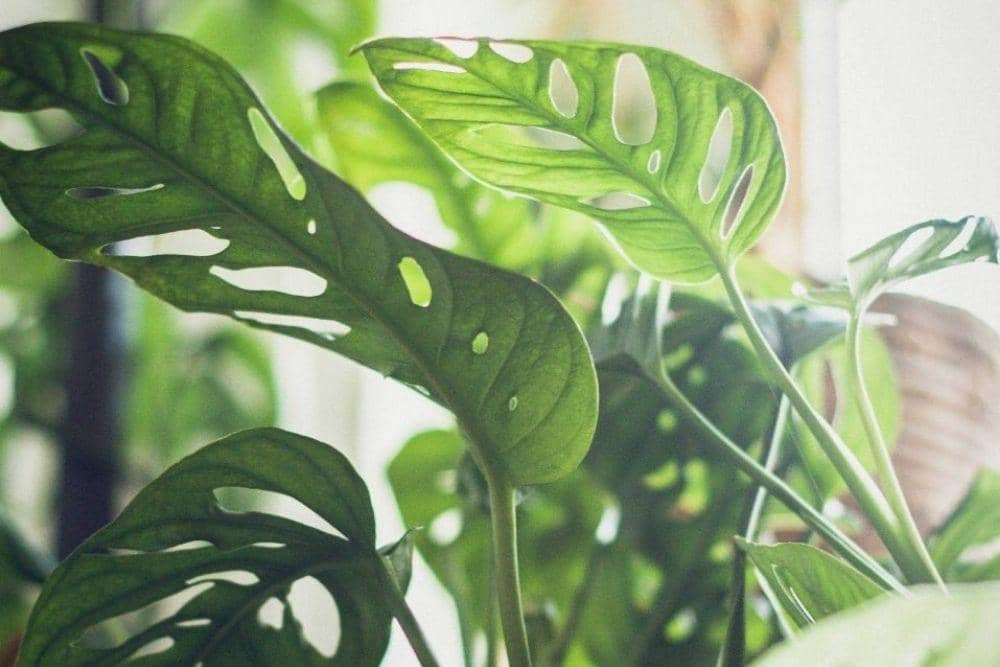 Unsplash/ZinahInsignia