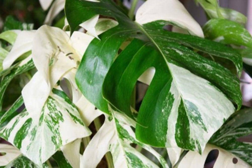 SHUTTERSTOCK/DENISE1203