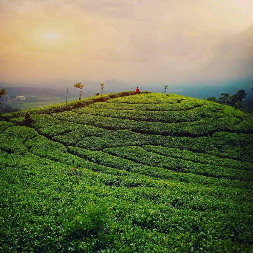 Agrowisata Kebun Teh Jamus (instagram.com/jatim_istimewa)