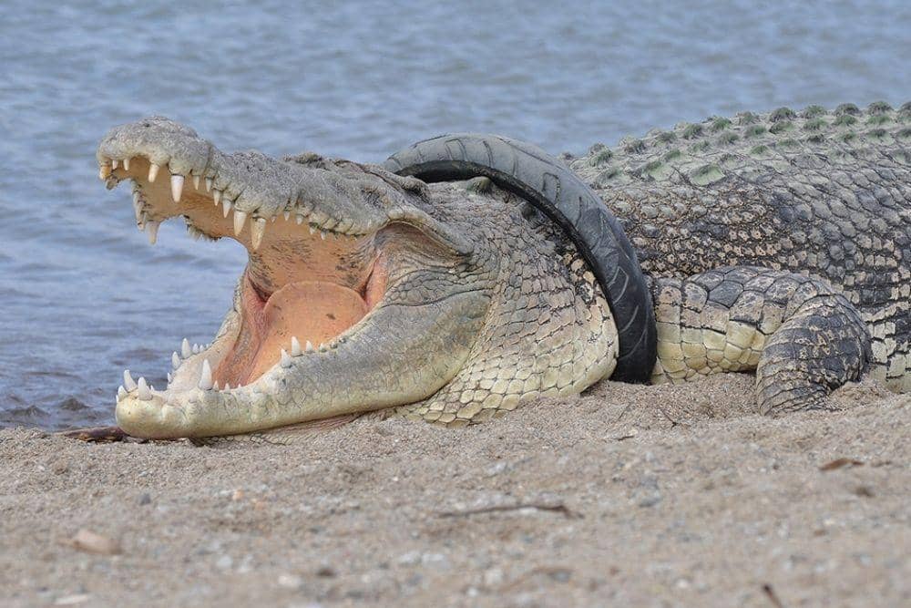 Kini Bebas, Ini Kronologi Evakuasi Buaya Berkalung Ban yang Legendaris