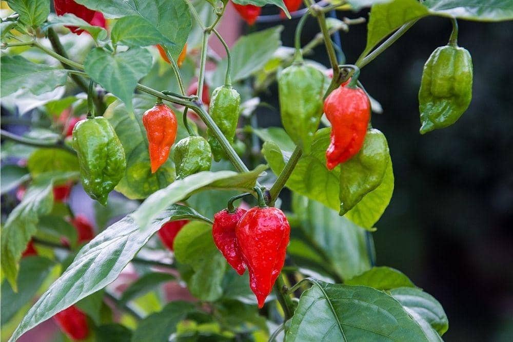 wiki/Ghost_pepper