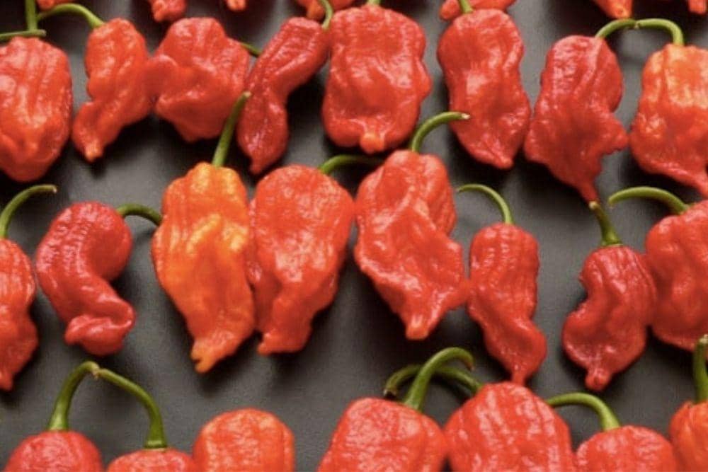 pepperheadsforlife.com