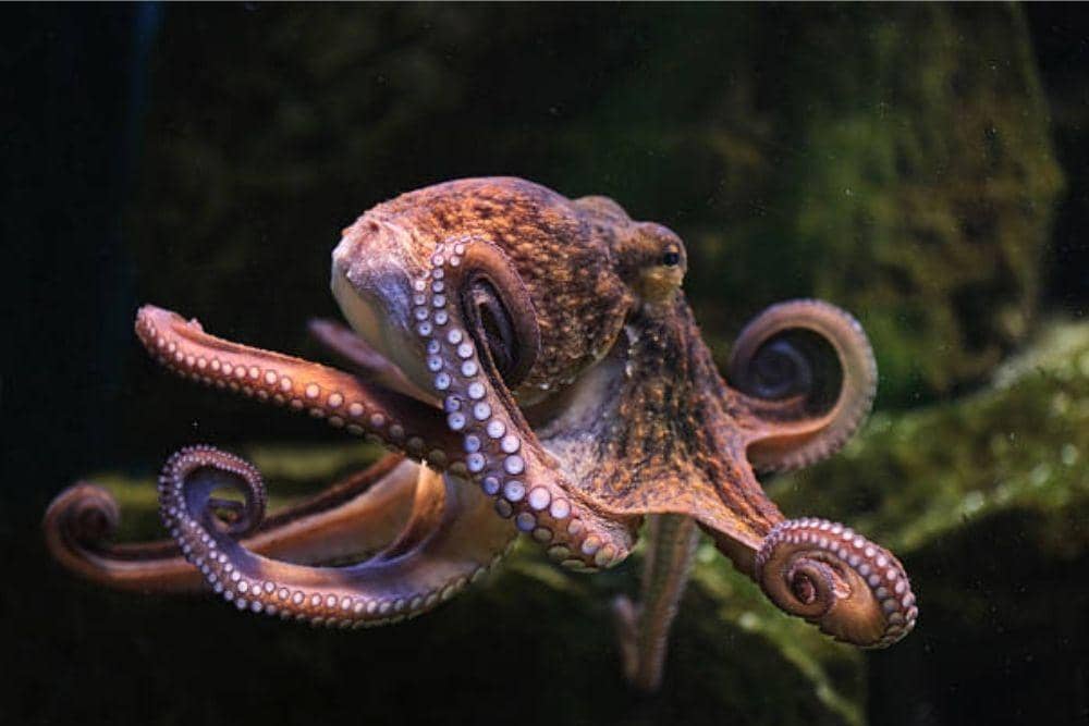 istockphoto.com/wrangel