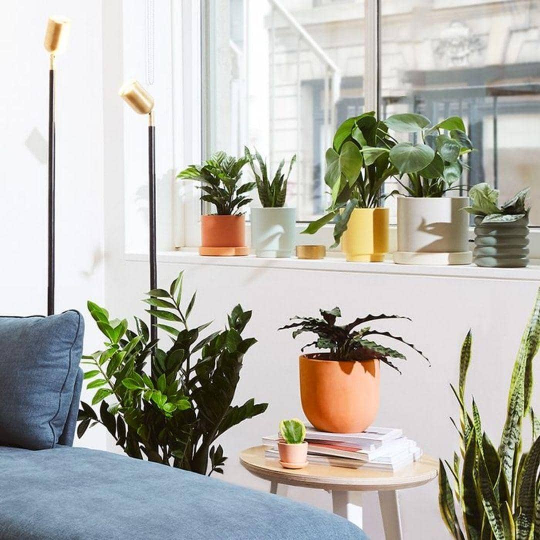 COURTESY OF THE SILL