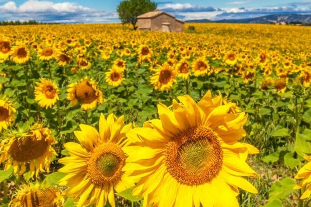 freepik.com/vwalakte