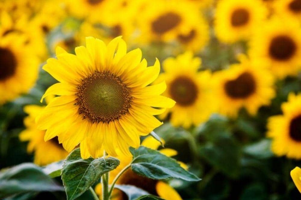 freepik.com/rawpixel-com