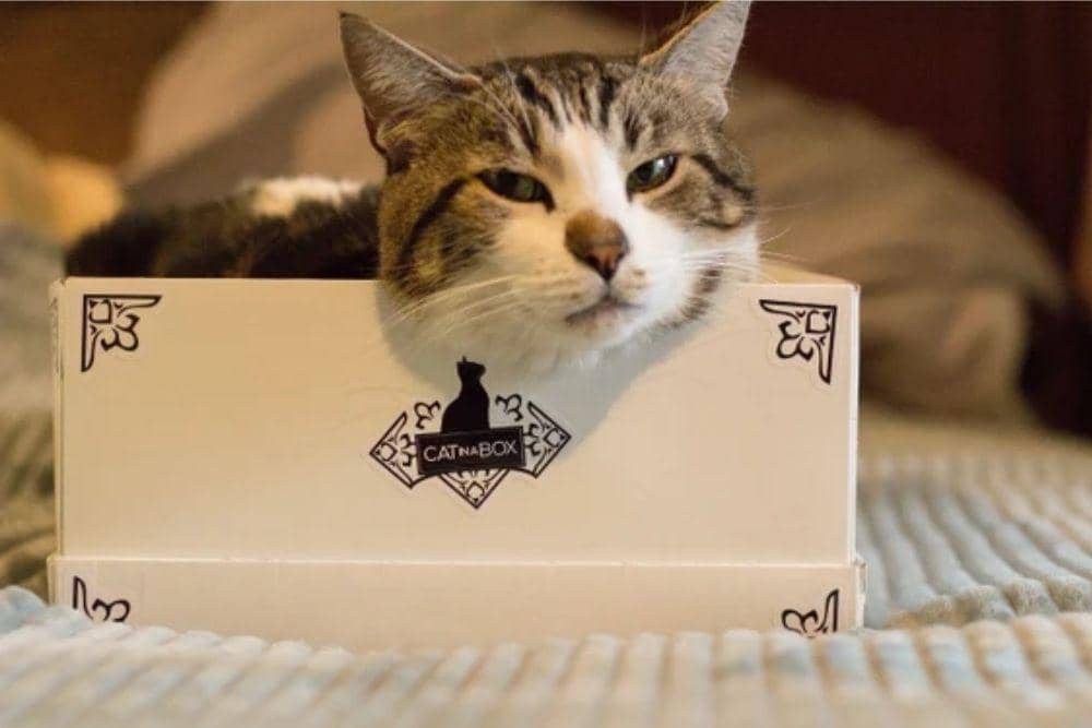 etsy.com/CATSINBOXESCo