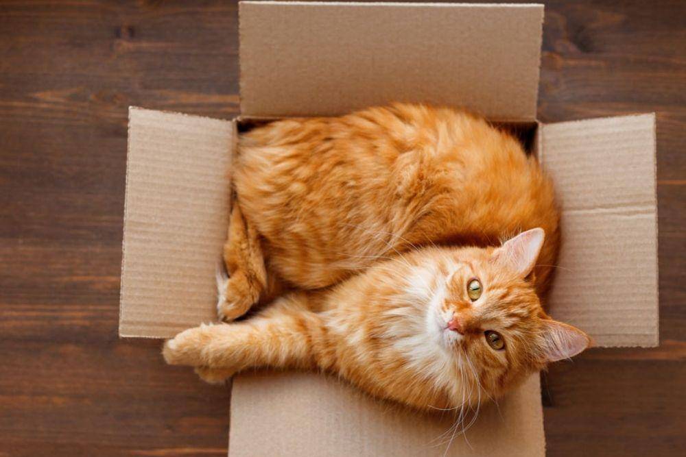 petassure.com