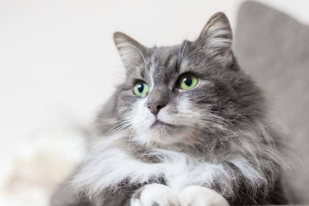 dreamstime/Brett Critchley