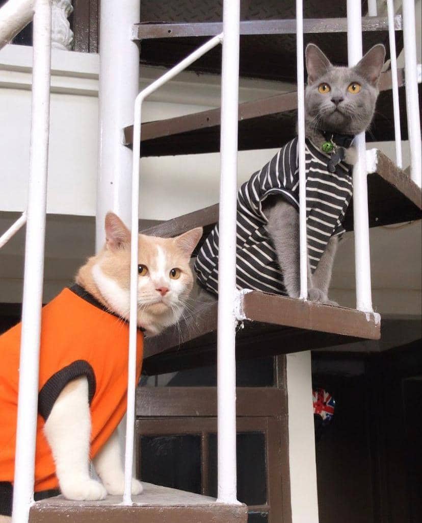 instagram.com/lxx_pororo