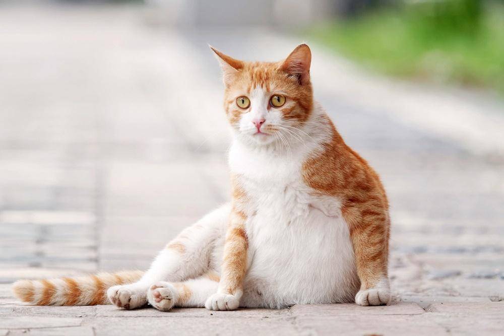 Dailypaws.com
