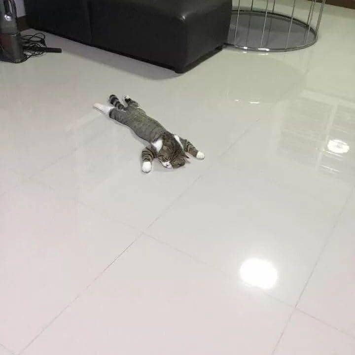 instagram.com/kucinggua