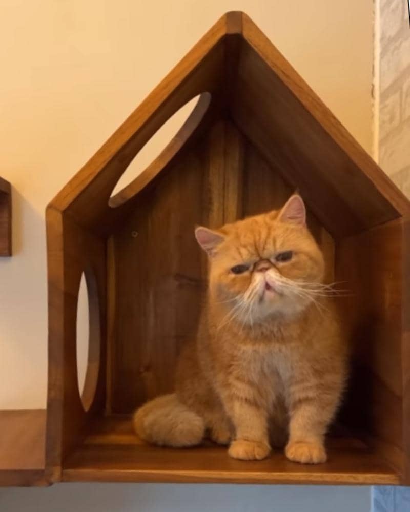 Instagram.com/tya_ariestya