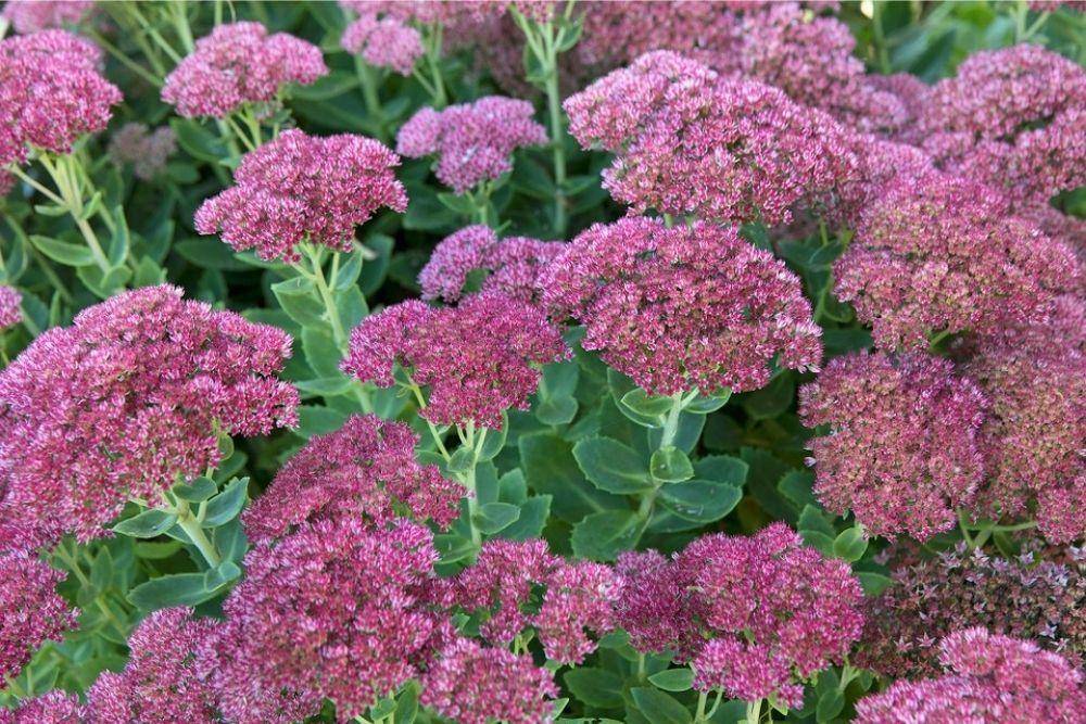 gardenersworld.com