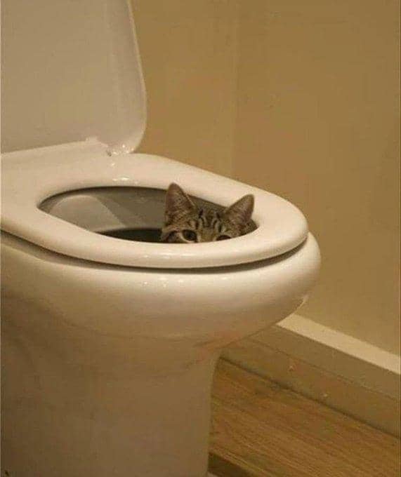 twitter.com/weirdlilguys