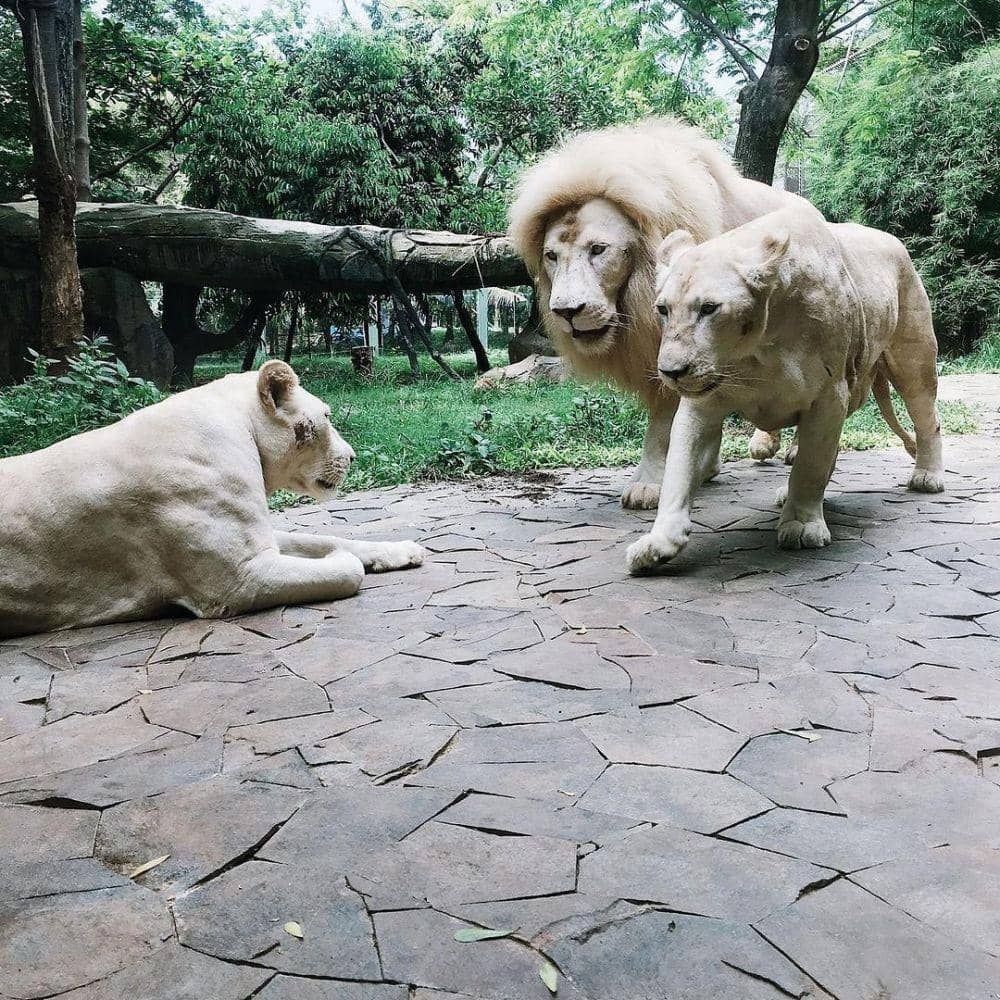Faunaland Ancol, Jakarta (instagram.com/ancoltamanimpian)