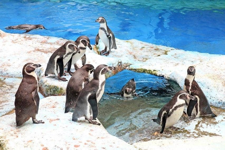 instagram.com/taman_safari