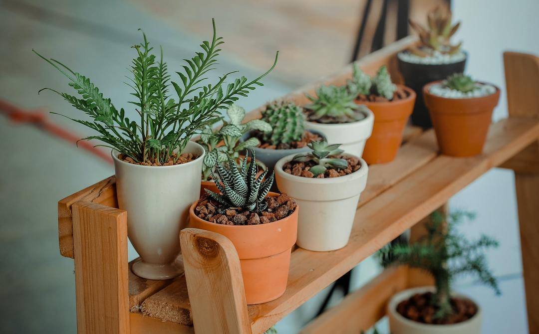 7 Efek Negatif Pajang Tanaman Palsu, Buruk Menurut Feng Shui