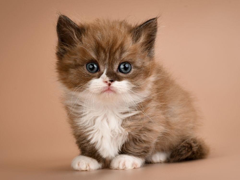 7 Jenis Kucing Berkaki Pendek, Gemes!