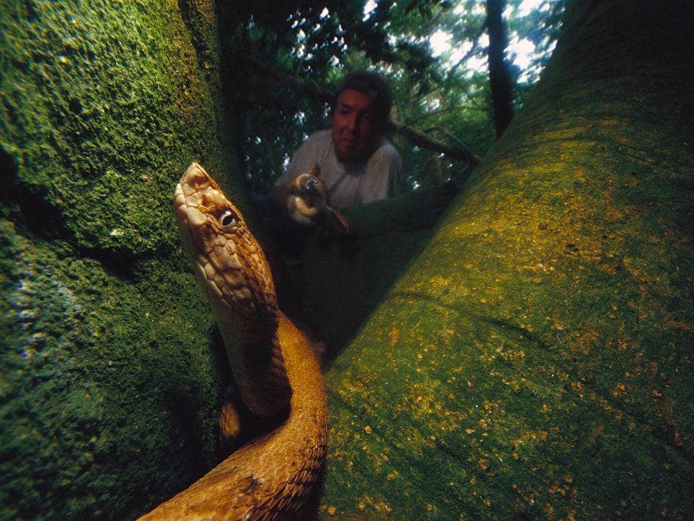 Mark Moffett/Minden Pictures/Corbis