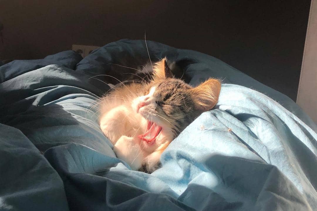 Unsplash.com/Artem Militonian