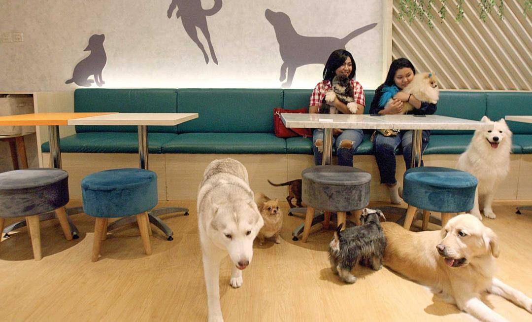 7 Rekomendasi Pet-Friendly Café di Jakarta