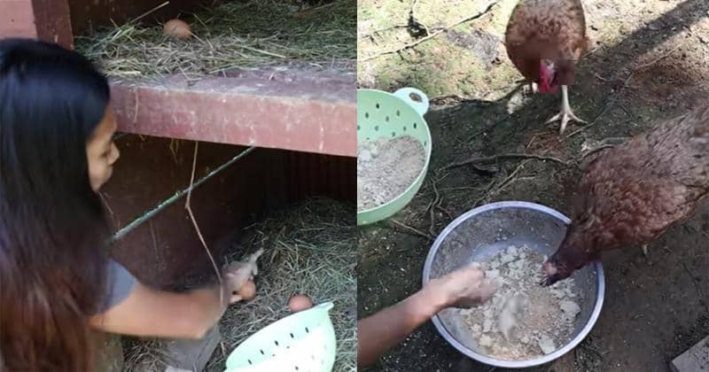 Youtube.com/Chanee Kalaweit