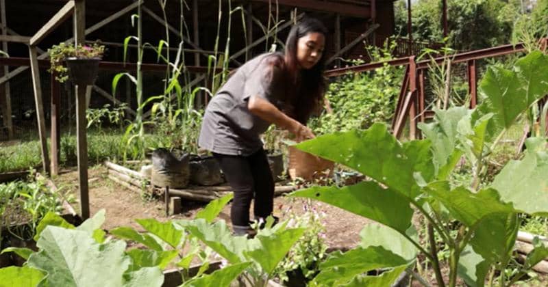 Youtube.com/Chanee Kalaweit