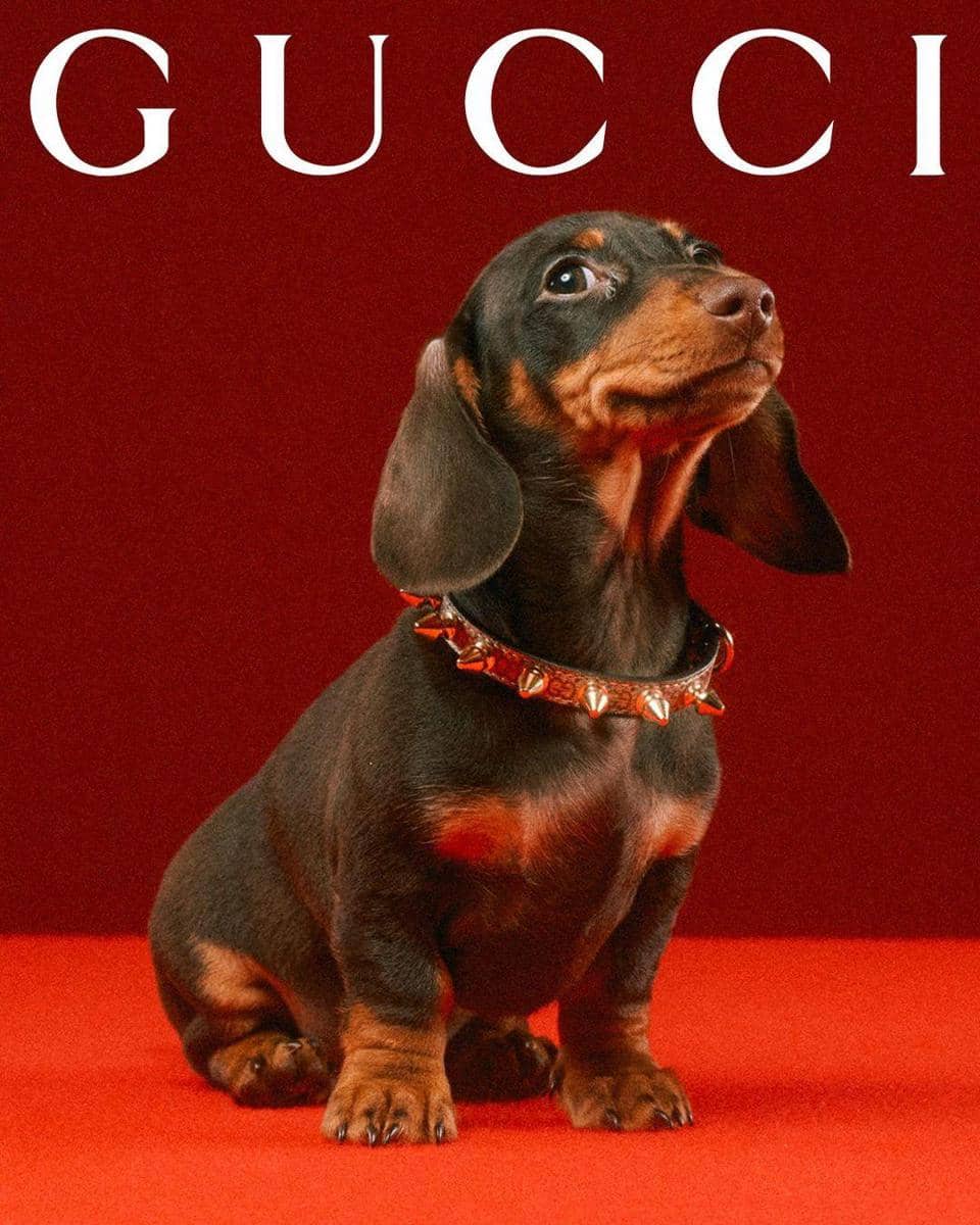 dok. Gucci