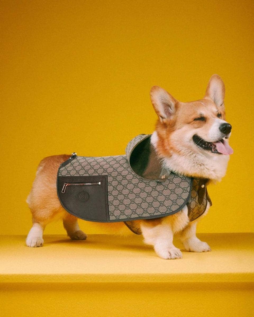 dok. Gucci