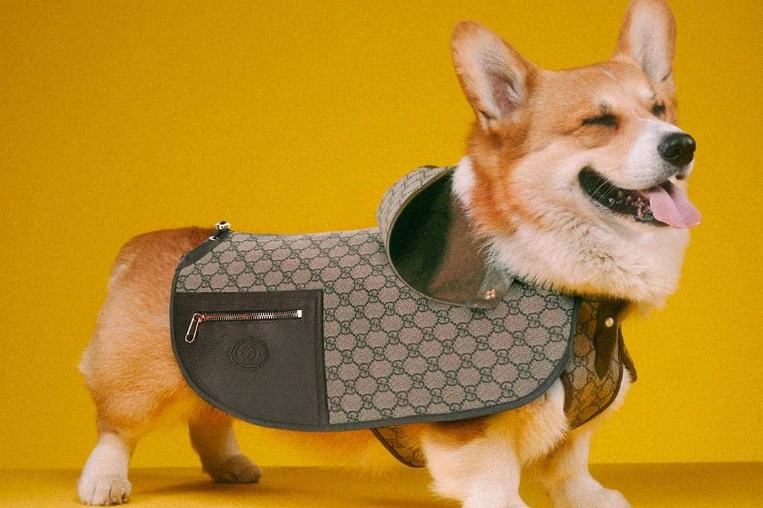 Gucci Rilis Pet Collection, Aksesori Mewah untuk Hewan Peliharaan
