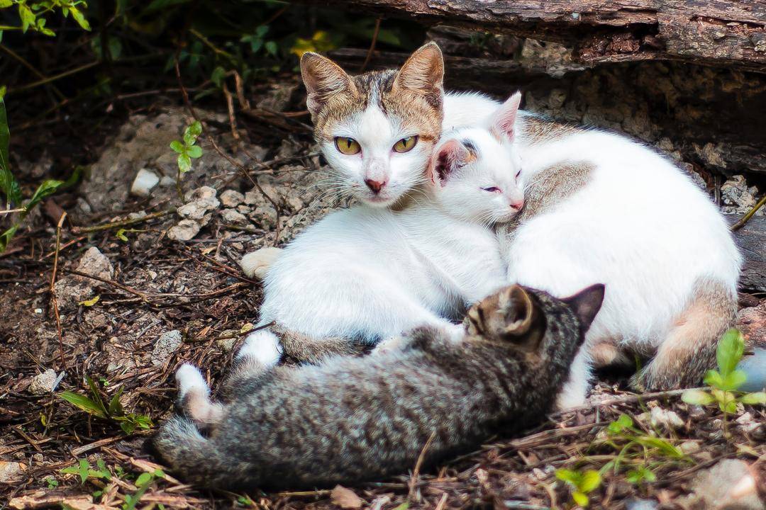 5 Cara Menjinakkan Kucing Liar, Dijamin jadi Manja dan Penurut