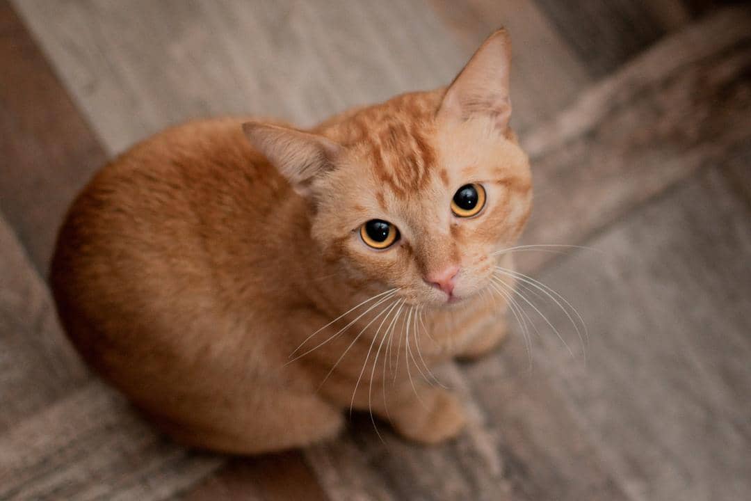 Unsplash.com/Aqqib Maula