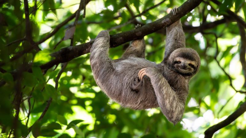 Bukan Beruang, Ini 9 Hewan dengan Durasi Tidur Terlama