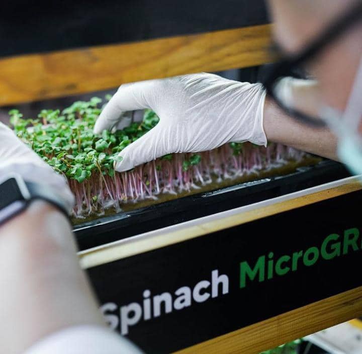 Instagram.com / greensindonesia