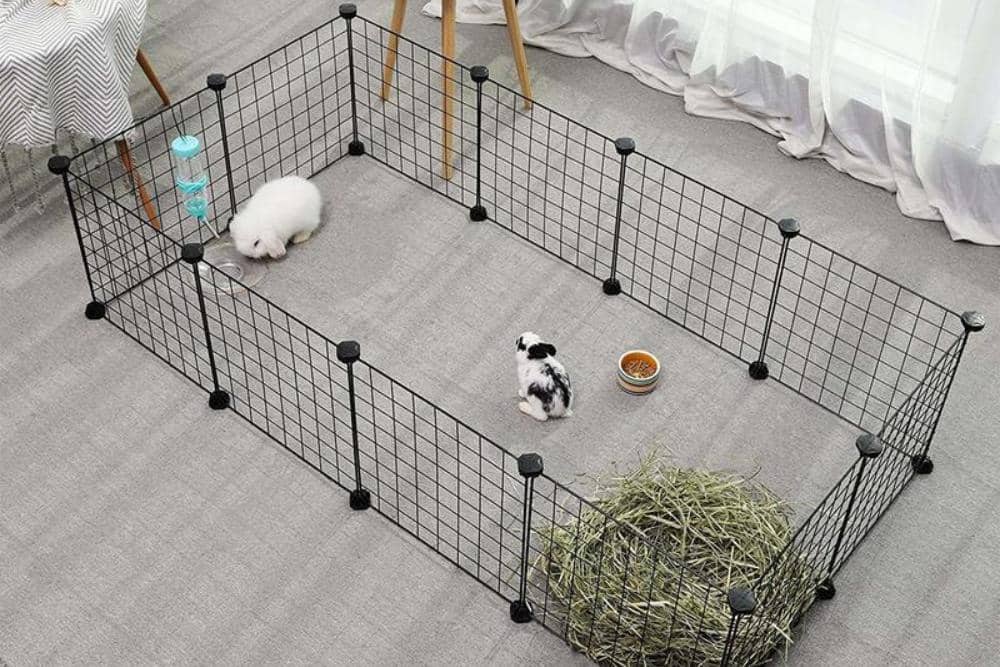 bluecloverrabbitry.com