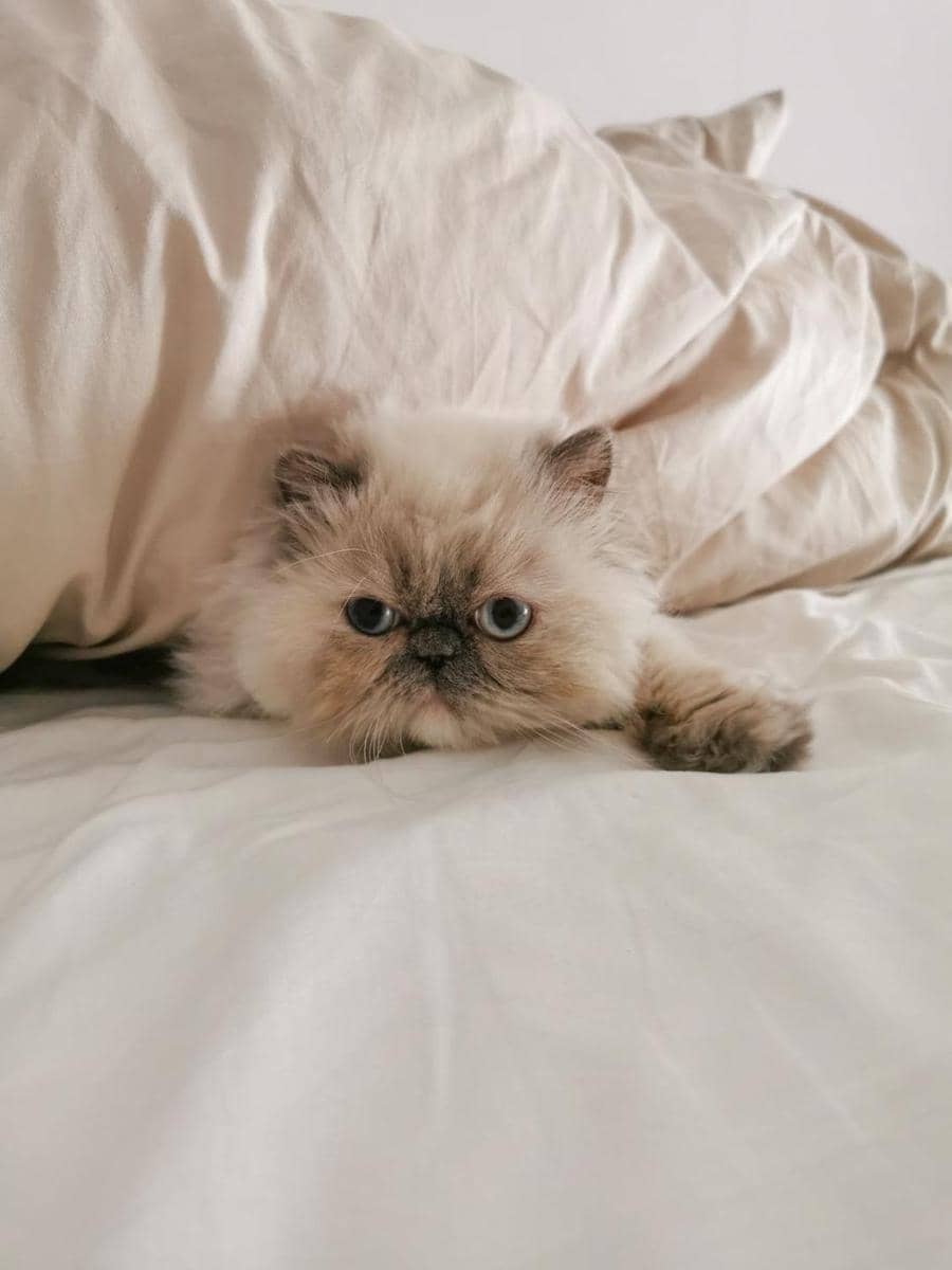 Pexels.com/Claudia Schmlaz