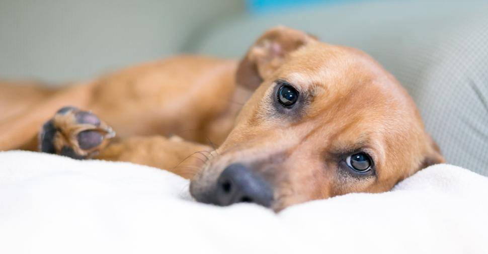 Petfinder.com