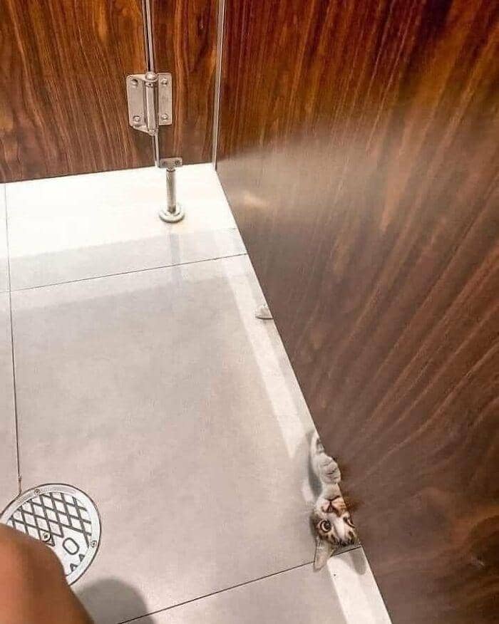 facebook.com/catlag0709