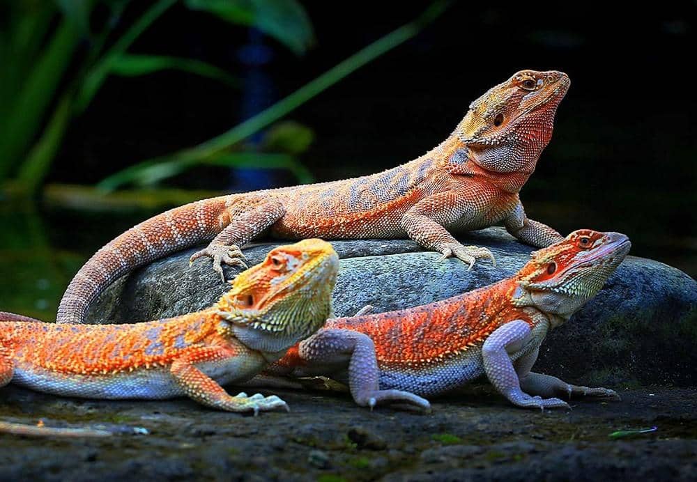 reptiles.swelluk.com