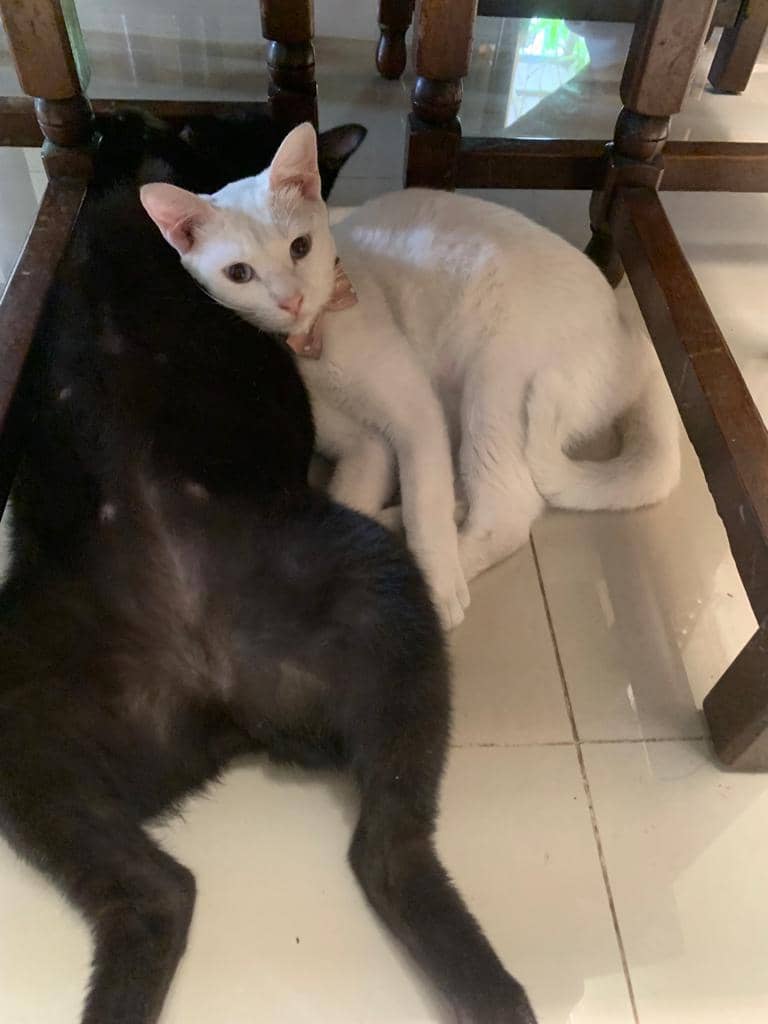 popbela.com/AyuUtami