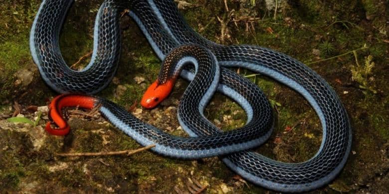 Tom Charlton/University of Queensland