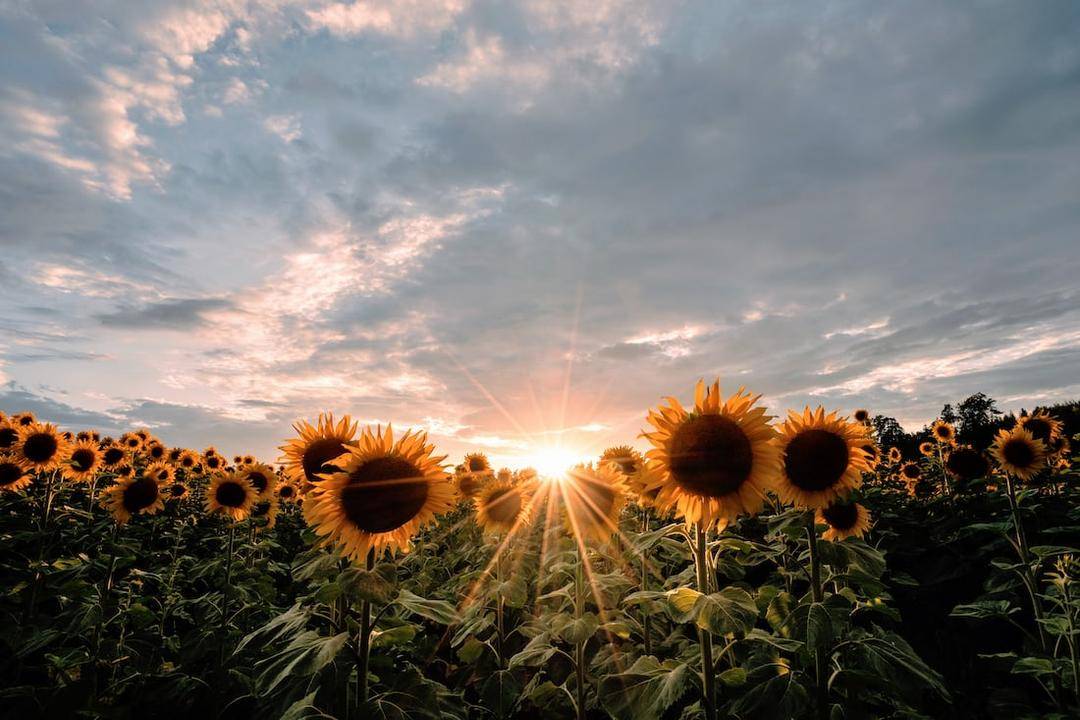 Unsplash.com/Pascal Debrunner