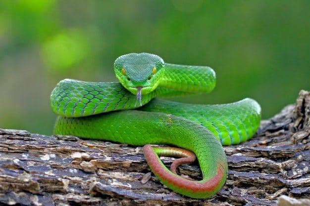 Trimeresurus Albolabris