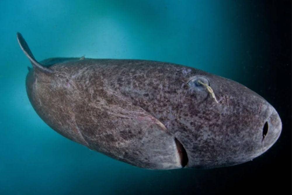 scientificamerican.com