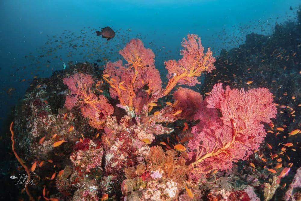 instagram.com/rattachain